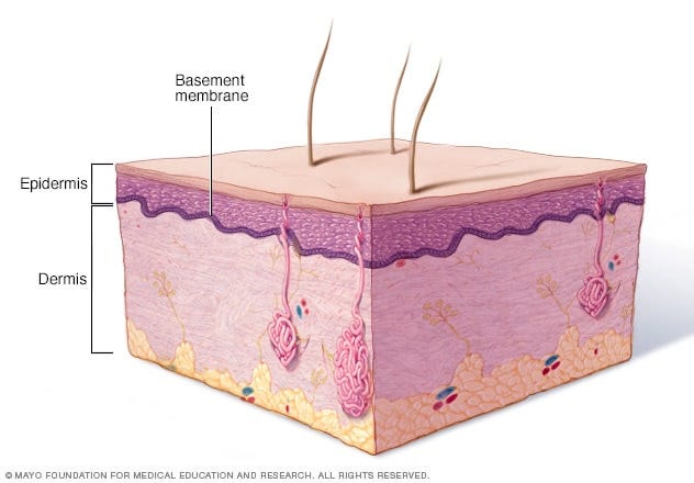 basement membrane